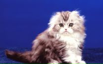 Фотография Буркиной Катерины