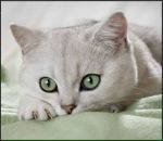 Фотография Брагиной-Курганской Елены