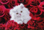 Фотография Кудряшовой Натальи