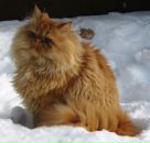 Фотография Петрякова Артема