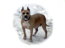 Tayson Pitbul=jermani фотография #27 (источник - https://vk.com/id70604395)