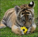 Фотография Комогорцевой Александры