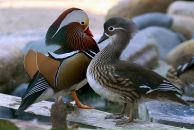 Фотография Железняк Ирины