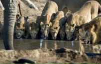 Машенька Ливант фотография #44 (источник - https://vk.com/id122307237)