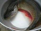 Галина Шатилова фотография #17 (источник - https://vk.com/id501975)