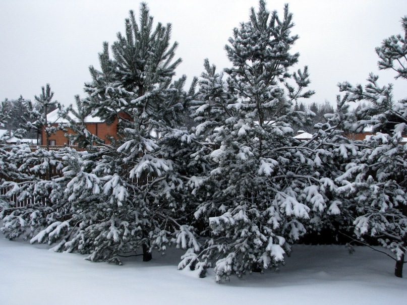 Станислав Орлов фотография #24