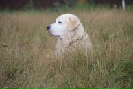 Иван Любченко фотография #50 (источник - https://vk.com/id682883)