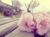 Фотография Филипской Елены