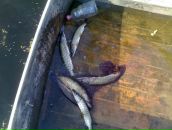 Саша Кашпірович фотография #33 (источник - https://vk.com/id125413304)