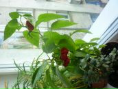 Іра Левицька-Суканець фотография #4 (источник - https://vk.com/id68798320)