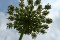 Ульяна Ніколенко фотография #34 (источник - https://vk.com/id38461390)