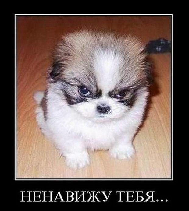 Денис Старос фотография #31