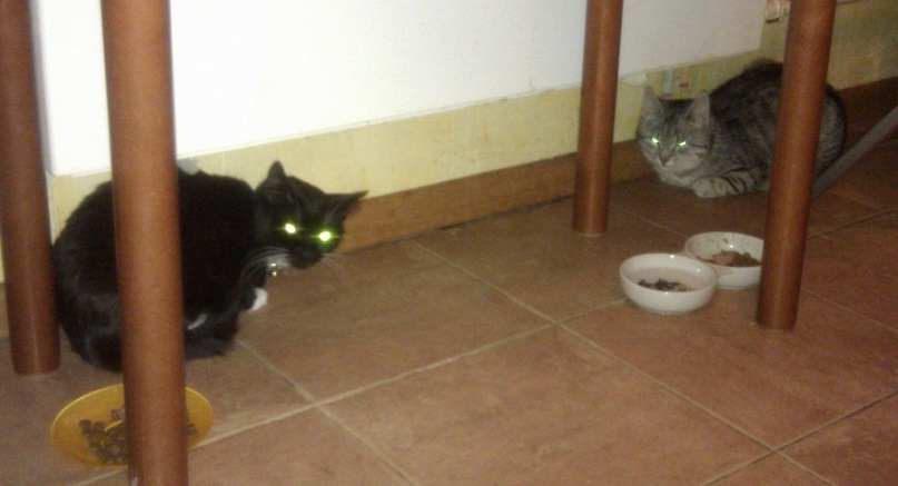 Buddy Dacote фотография #12