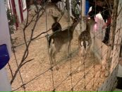 Ліда Omeltchouk фотография #46 (источник - https://vk.com/id19173680)