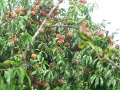 Світлана Грамотенко фотография #48 (источник - https://vk.com/id56674654)