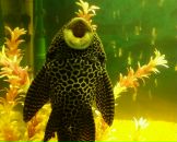 Фотография Нечаевой Елены