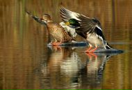 Василь Валіон фотография #27 (источник - https://vk.com/id146280182)