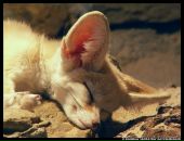 Тошка Лис фотография #1