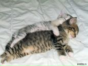 Фотография Дорм Ди