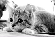 Соломія Куртяк фотография #29 (источник - https://vk.com/id36393188)