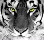 Фотография Маркова Дениса