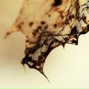 Фотография Tiger Easy