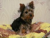 Ігор Баленко фотография #12 (источник - https://vk.com/id93853930)