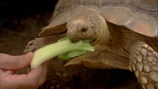 Шоу Трейси Ульман / S01E04 из 06