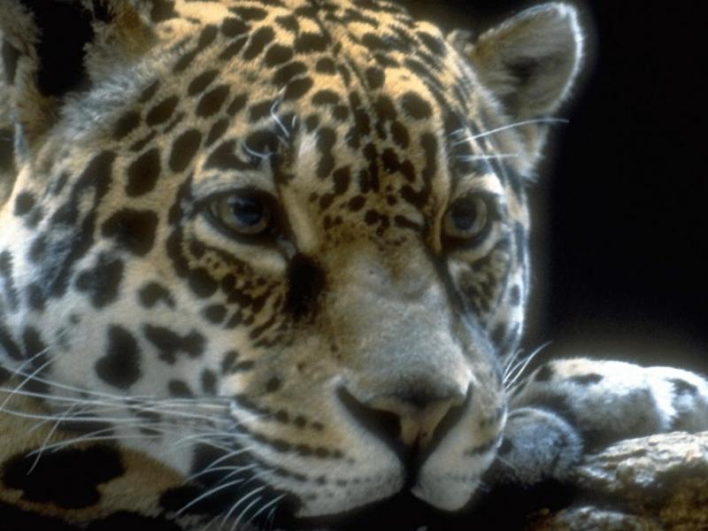 Дмитрий Дагилис фотография #31