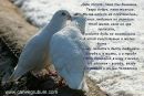 Анатолій Гораш фотография #8 (источник - https://vk.com/id91477116)