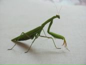 Фотография Балыкина Димы