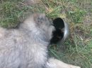 Шуша :) фотография #31 (источник - https://vk.com/id145659890)