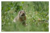 Аппаппа Рапрап фотография #1