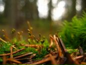 Фотография Лесных Елены