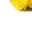 Василь Дмитрів фотография #42 (источник - https://vk.com/id98013424)