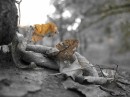 Дима Варич фотография #7 (источник - https://vk.com/id68969)