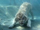 Євген Кузьмінов фотография #17 (источник - https://vk.com/id3159504)