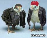 Ціпа Ціпа фотография #6 (источник - https://vk.com/id69829575)