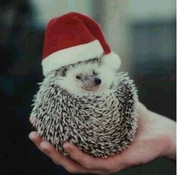 Костя Волков фотография #43