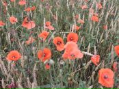 Фотография Солнце Татьяны