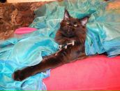 Фотография Shevchenko Екатерина